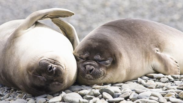 1920x1080 px,baai,olifant,Georgië,seals,zuiden