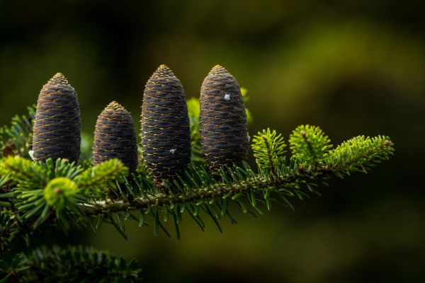 plante,blomst,træ,Kvist,terrestrial plant,Evergreen