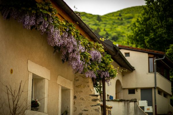 Fotografie,draußen,Bäume,Gebäude,Dorf,Blumen