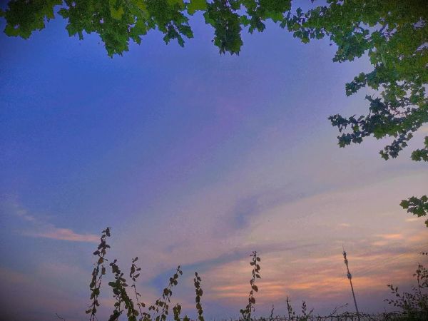 corteza de árbol,toward evening