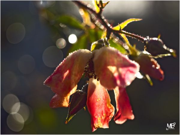 ruusu-,halla,geeli e,punainen,kukat,makro