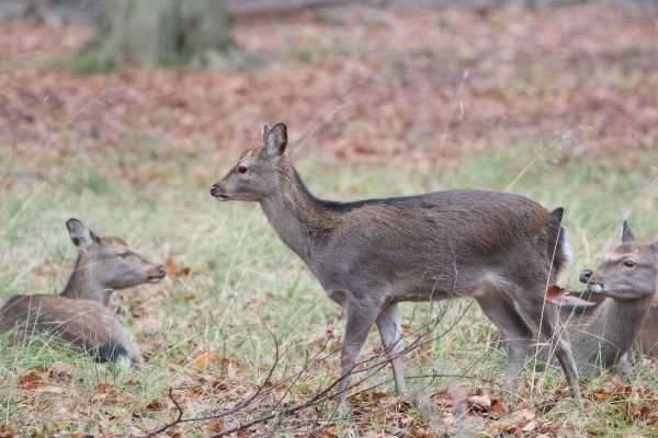 floresta,Cervo,parque,animais selvagens,Dinamarca,outono