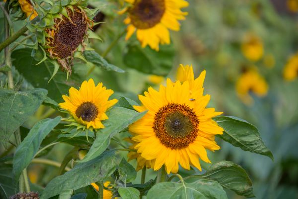 nature,field,yellow,flower,plant,sunflower