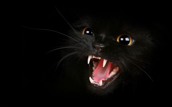 negro,gato,Ojos,bigotes,dientes,Pantera negra