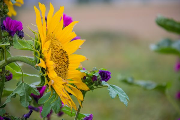 natur,fält,grön,gul,fotografi,insekt