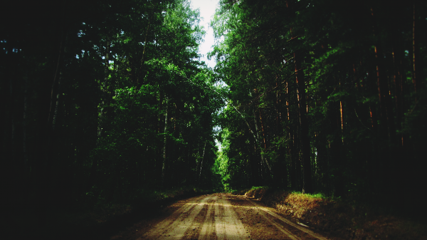 naturaleza,bosque,Árboles