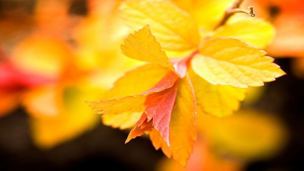 zonlicht, bladeren, natuur, rood, planten, macro