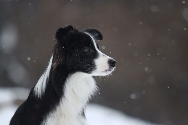 собака,Бордер Колли,Млекопитающее,Пятнистый,Позвоночный,снег