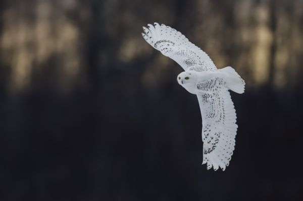 la nature,faune,oiseau de proie,hibou,aigle,le coucher du soleil