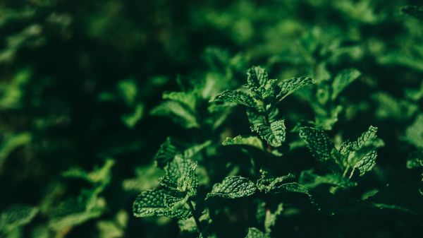 natură,frunze,plante,fotografie,în aer liber,frunze de menta