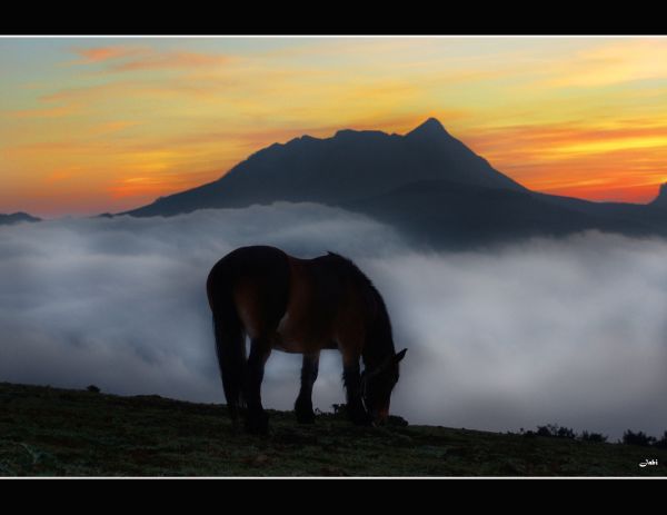 la nature,beau,paysage,La nature,animal,faune