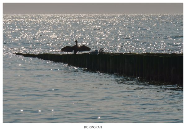 hav, natur, ocean, holland, afspejling, strand