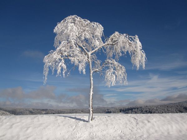 дървета,природа,зима,сняг