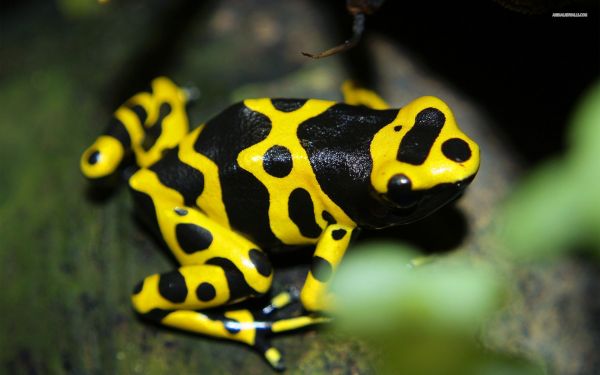 animaux, la nature, vert, faune, grenouille, jaune