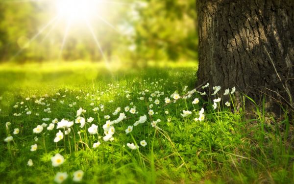 sollys, blomster, natur, græs, planter, Skov