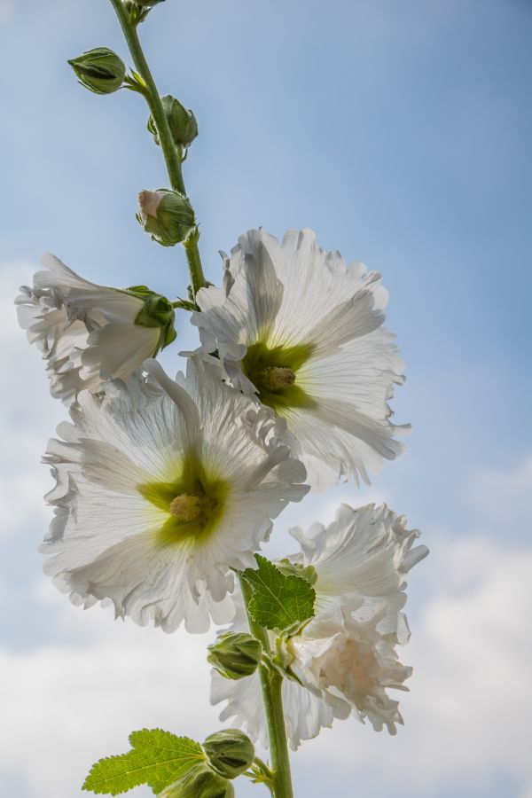 natură,inflori,floare,plantă,floră,blomma