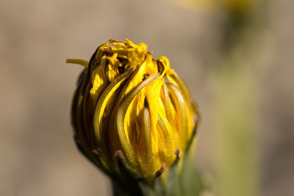 タンポポ,花,閉じる,ドライ