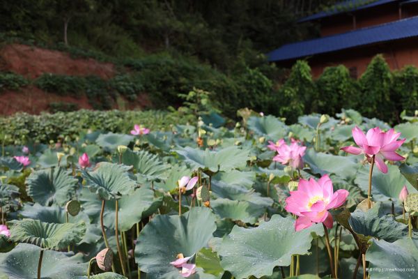 ดอกไม้, ปลูก, โลตัส, plant community, กลีบดอก, ธรรมชาติ