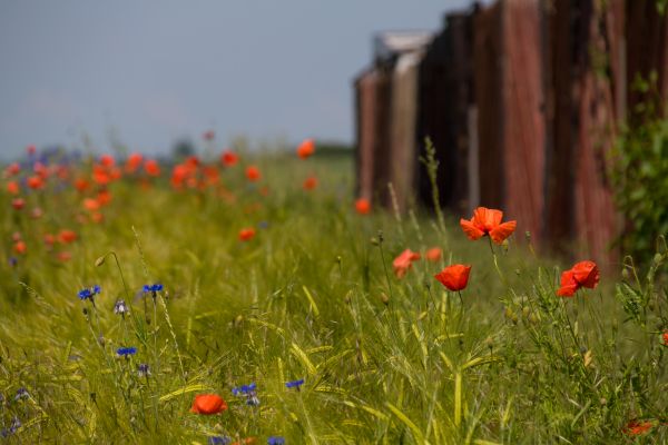 природа,трева,поле,пшеница,есен,листо