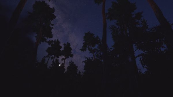 3D,forêt,des nuages,étoiles,des arbres,voie Lactée