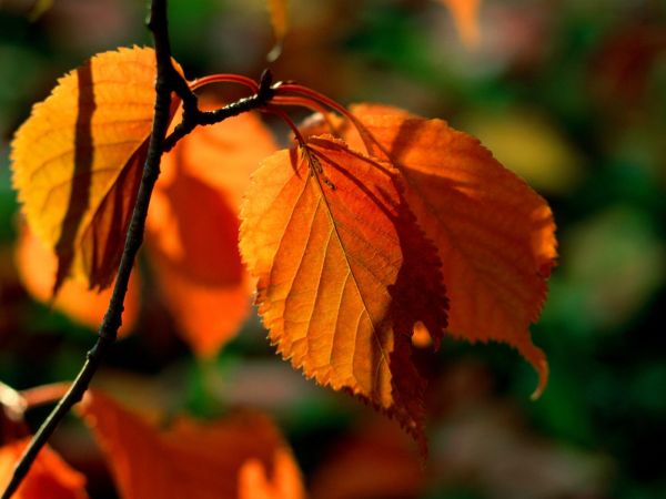 zonlicht, bladeren, natuur, rood, tak, groen