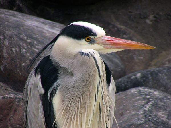 Pássaros, Animais, criatura, animais selvagens, Jardim zoológico, bico