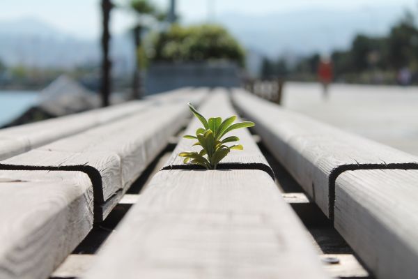 車両,白,植物,雪,冬,マクロ