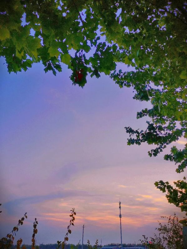 corteza de árbol,frondoso,puesta de sol