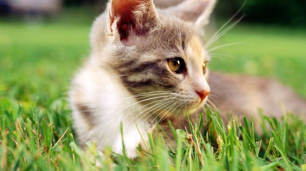 gato,Animais,grama,Bigodes,gato selvagem,gatinho