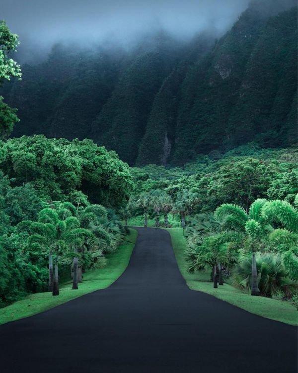 丛林,路,夏威夷,沥青,山