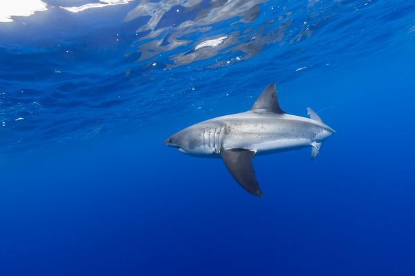 mer, eau, poisson, bleu, requin, ciel