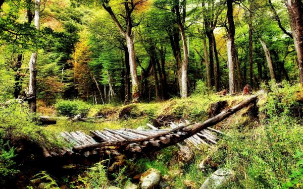 des arbres,paysage,forêt,la nature,branche,Arbustes