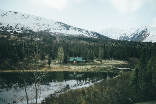 树木,景观,森林,山,湖,性质