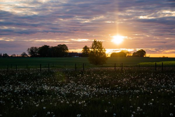 sollys,landskap,solnedgang,himmel,felt,skyer