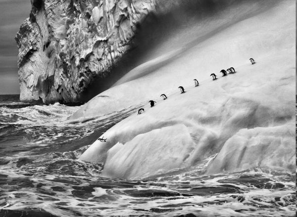 landscape, white, penguins, animals, monochrome, sea