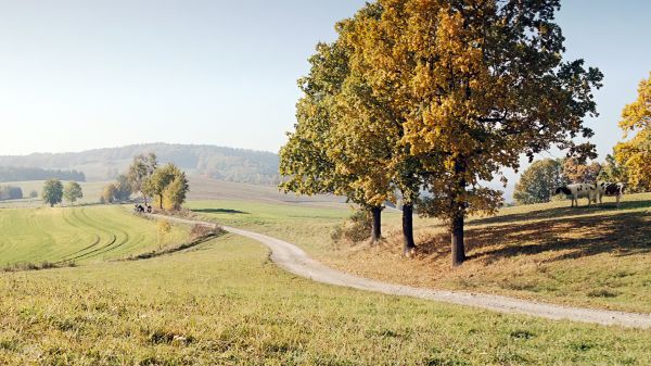 niet-glorieuze bastaarden,films,film stills,weg,bomen,hemel