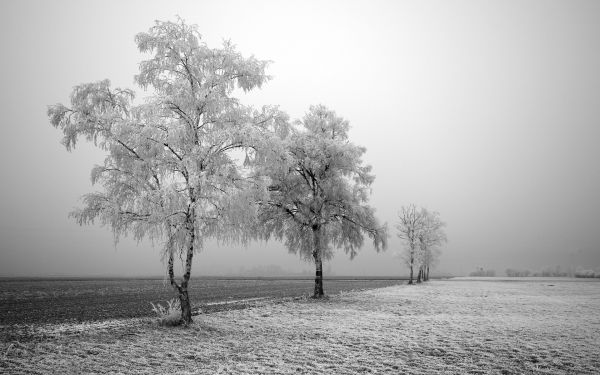 Árboles, paisaje, blanco, monocromo, naturaleza, luz de sol