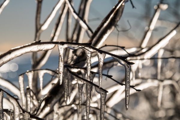 filo spinato,natura,erba,monocromo,la neve,inverno