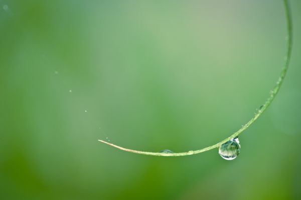 4288x2848 px,drop,flower,garden,hd,macro