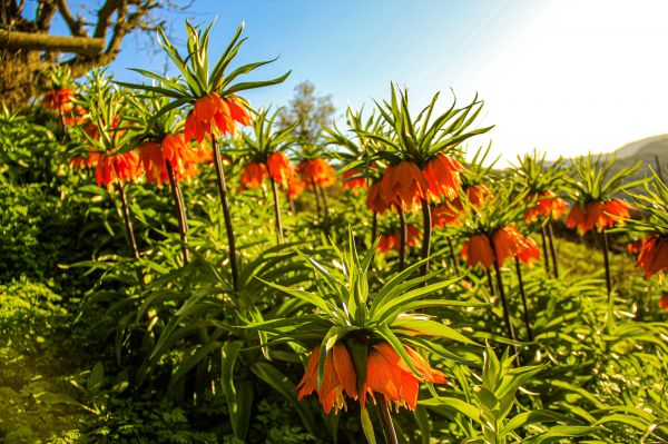 natur,blommor,tulpaner,omvänd,Kalkon