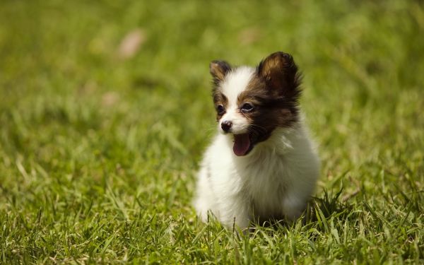 rumput,anjing,anak anjing,binatang menyusui,bertulang belakang,papillon