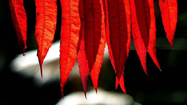 fotografia,Natura,odchodzi,spadek,światło słoneczne,Czerwone liście