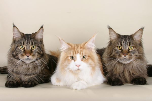 Maine Coon,bellissimo,soffice,gatti,tre