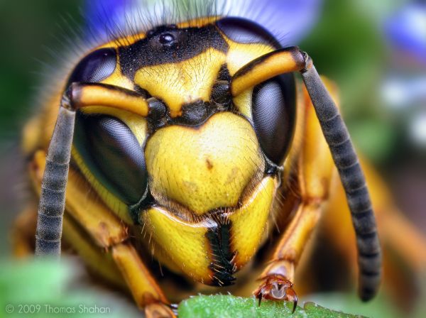 macro,insect,geel,portret,ogen,jas