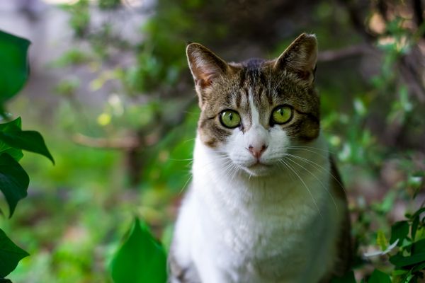 kucing,pohon,Daun-daun,moncong