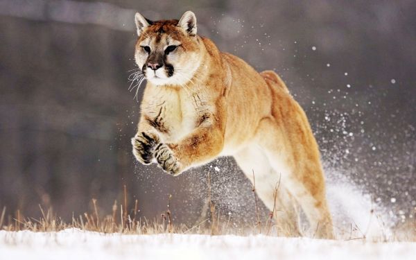 Puma,la neve,saltare,inverno