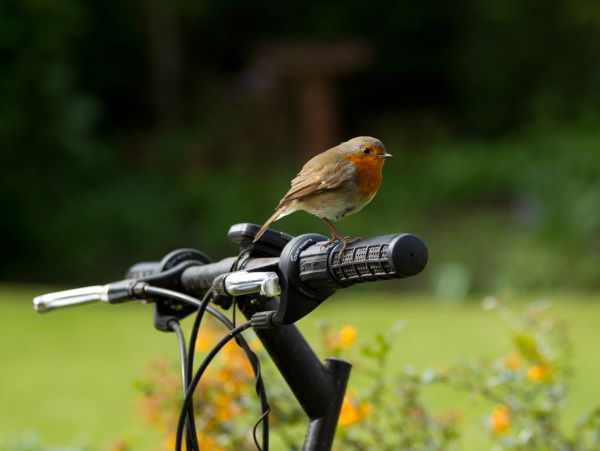 natura,Inghilterra,uccello,pettirosso,uccelli,bicicletta