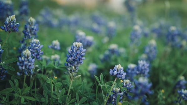 꽃들,자연,사진술,옥외,Texas Bluebonnet Flowers,식물