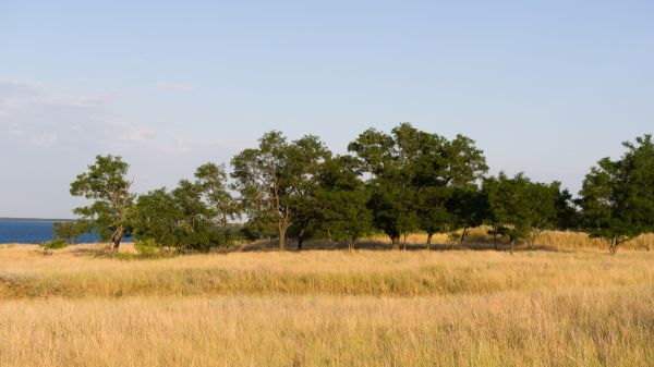 natura,alberi