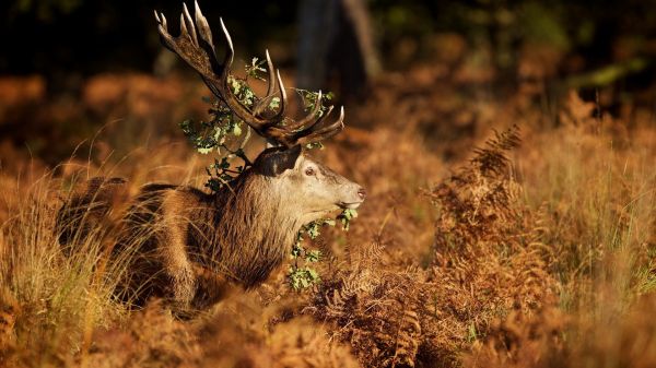 jeleń,Zwierząt,Natura,trawa,dzikiej przyrody,Poroża